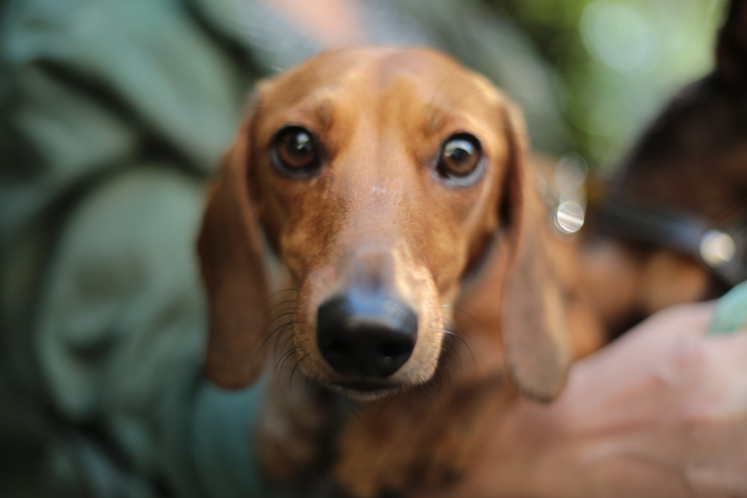 Cómo elegir la mejor dieta para tu perro o gato