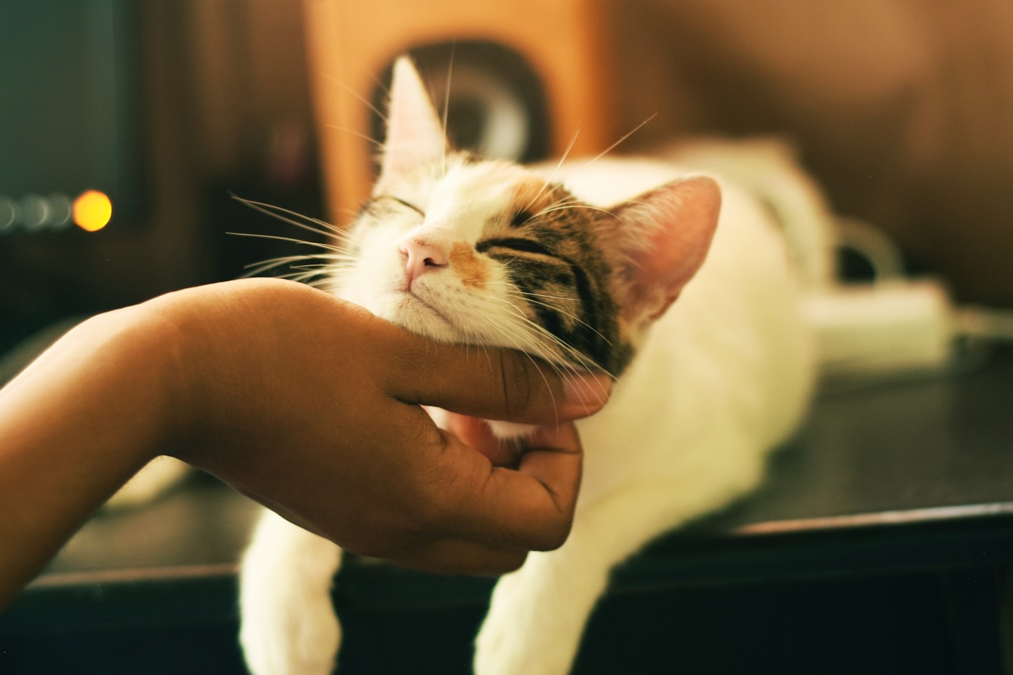 Consejos para una visita al veterinario sin estrés