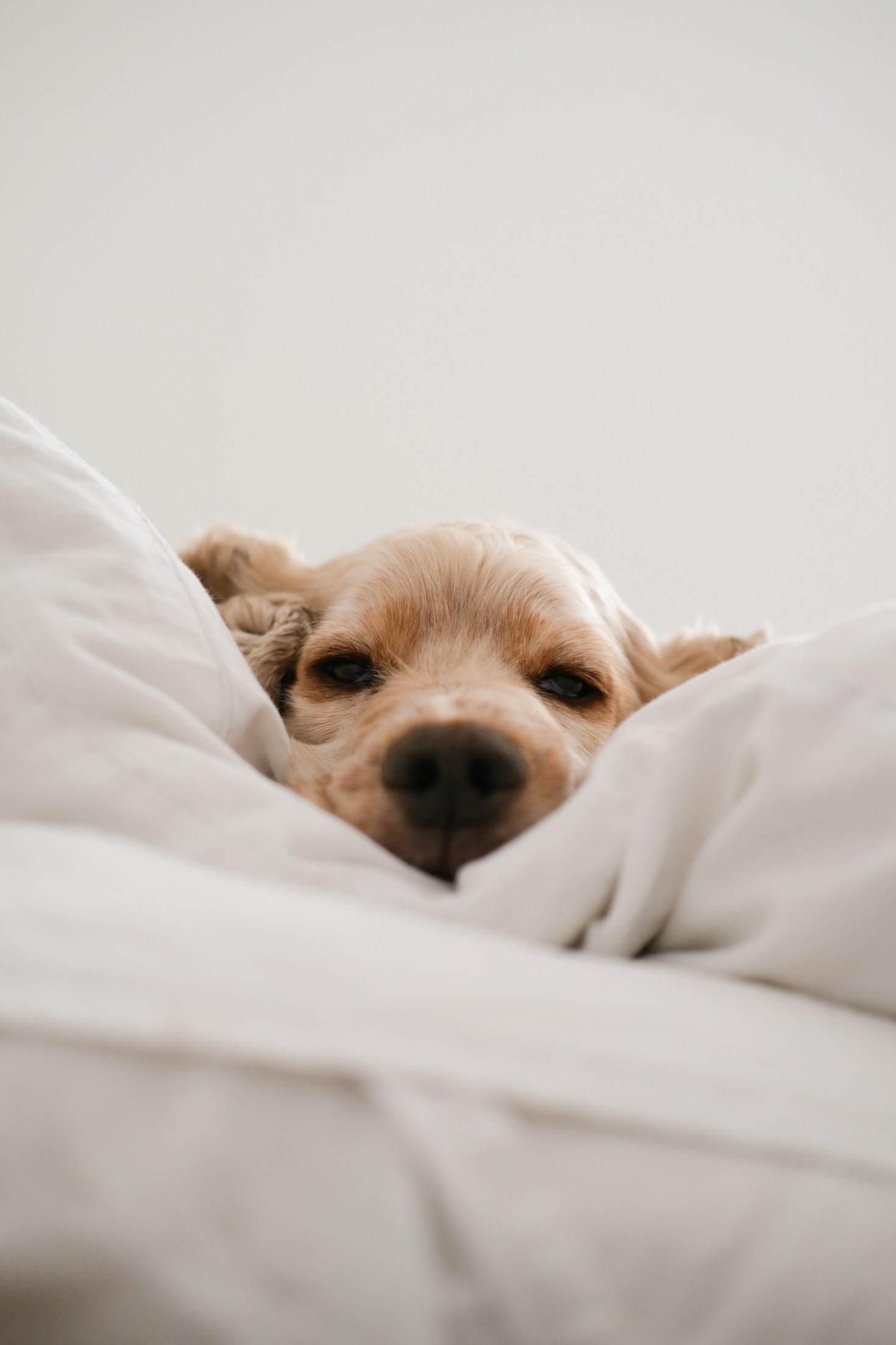 Cómo preparar tu hogar para una nueva mascota